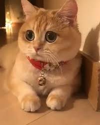 Kucing lucu banget gak tahan tik tok kucing lucu terbaru 2020 part 1. Gambar Kucing Lucu Imut Gemes