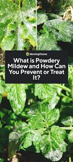 Powdery mildew thrives in temperatures between 60 degrees and 80 degrees fahrenheit, particularly during humid weather and in shady areas with poor air circulation. Powdery Mildew Cause Identification Prevention And Treatment