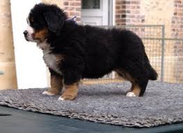 Voir plus d'idées sur le thème chiot, animaux mignons, chien mignon. Criteres De Choix D Un Chiot Bouvier Bernois