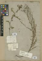 Image result for Phyllanthus xiphephorus