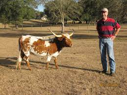 Miniature Longhorns Mini Cows Miniature Cows Miniature Cattle