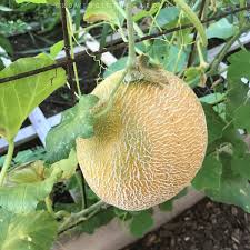 Learn how to grow herbs indoors, including what herbs to grow indoors, tips on care and lighting, and indoor herb garden ideas. How To Grow Cantaloupe 9 Tips For Growing Cantaloupe Growing In The Garden