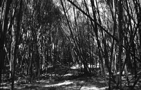 Image result for Faurea wentzeliana