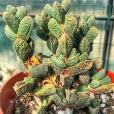 Lean and wrinkled by shrinkage as from age or illness 3. How To Spot And Revive An Underwatered Succulent