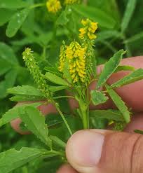 Image result for Melilotus indicus