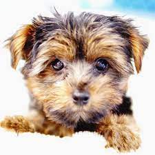 Follow Us For 200 Off Any Puppy Forever Love Puppies Has The Largest Selection Of Puppies In South Florida With Adorable Bre Puppies For Sale Puppies Yorkie