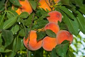 Önde gelen yüzlerce seyahat acentesi ve hava yolu şirketindeki fiyatları tek bir aramayla. Buy Early Amber Peach Conventional Peaches Prunus Persica Planting Justice