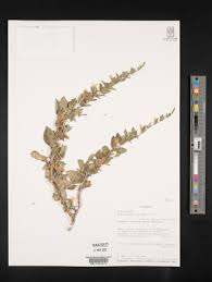 Image result for Dyschoriste multicaulis