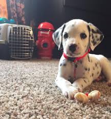 Police dogs form intensely strong bonds with their handlers in the line of duty. 29 Puppies Who Are Far Too Cute For This World Puppies And Kitties Puppy Pictures Puppies