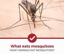 Granted, the toads are very small at this point in their lives but so are the bugs they're eating. What Eats Mosquitoes 21 Predators Reviewed Pest Strategies