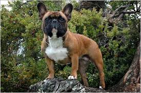 The same dilution gene that causes a black dog. Holmes Pride Frenchies French Bulldog Kennel Cute French Bulldog Fawn French Bulldog French Bulldog