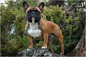 Heatherwood french bulldogs french bulldogs. Holmes Pride Frenchies French Bulldog Kennel Cute French Bulldog Fawn French Bulldog French Bulldog