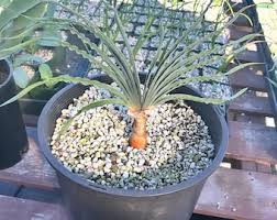 Image result for Boophone disticha