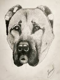 Kangal Cizim