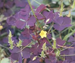 Image result for Oxalis anthelmintica