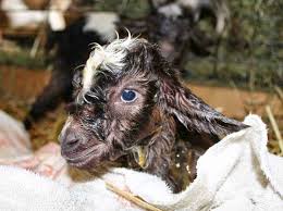 Not only is this unwarranted, but the risks far outweigh the benefits because it can result in infection or a ruptured uterus or even hurting the kid. Goat Birthing Patience Is A Virtue The Thrifty Homesteader
