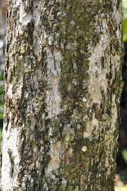 Image result for Combretum collinum