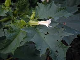 Image result for durman obecný plod