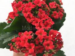 Calandiva Red Kalanchoe Blossfeldiana Blooming Succulents Live House Plant Gift Red Flowering Kalanc Blooming Succulents Kalanchoe Blossfeldiana Plant Gifts