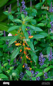 Image result for Impatiens gomphophylla