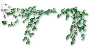 1795 x 5209 png 1779 кб. Vines Png Vines Transparent Background Freeiconspng