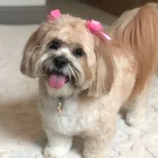 Check spelling or type a new query. Isabelle The Dog Isabelleirene Twitter