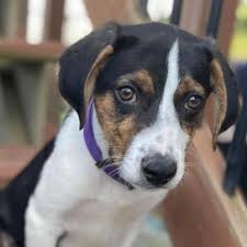 Petco pet stores in des moines, ia offer a wide selection of top quality products to meet the needs of a variety of pets. Hope Animal Rescue Of Iowa Home Facebook