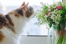 Hast du in deinem haushalt also jede fensterbank mit unterschiedlichen gewächsen bestückt, ist die chance hoch, dass sich darunter auch eine, für die katze, giftige pflanze befindet. Vorsicht Diese Pflanzen Sind Giftig Fur Katzen Herz Fuer Tiere De