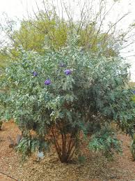Paris texas is a 5 feet 8 inches (173 cm) hispanic / latin ts located in dallas, texas. Grape Soda Texas Style Texas Mountain Laurel Tropical Looking Plants Other Than Palms Palmtalk