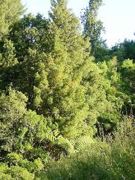 Image result for Phyllocladus trichomanoides