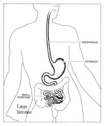 The human digestive tract, also known as the gastrointestinal tract, consists of the alimentary canal and the associated glands. Large Intestine Lesson For Kids Function Facts Study Com
