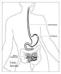 Large Intestine Lesson For Kids Function Facts Educational Videos For Kids Study Com How to draw a mandala. large intestine lesson for kids