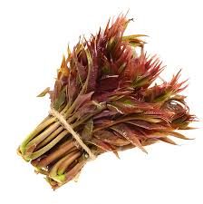 Image result for Toona