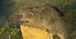 Перевод слова shrew, американское и британское произношение, транскрипция, словосочетания, однокоренные слова, примеры использования. Mapping The Migration Of House Shrews Hokkaido University