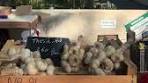 Verliefd op de Markt van Cucuron in de Provence - TikTok