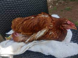 Peritonitis results in pain, inflammation, and irritation, and requires immediate medical attention to treat the infection and any underlying condition that may have caused it. Egg Yolk Peritonitis Who Gives A Cluck
