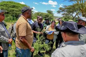 Image result for Gutenbergia cordifolia