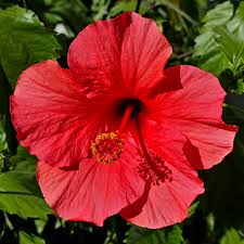 Image result for Hibiscus mastersianus