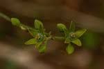 Image result for Hippocratea africana