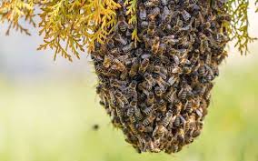 Check spelling or type a new query. How To Easily Find And Attract A Swarm Of Honey Bees