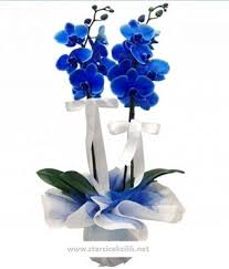 Mavi Orkide Urun Kodu Orkide 605 Mavi Orkide 2 Kok Urun Boyutu Yukseklik 70 Cm Starcicekcilik Net Mavi Orkide Orkideler Cicekciler
