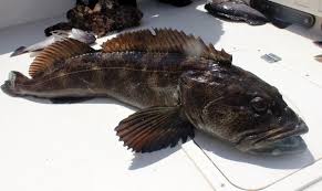 How To Catch Lingcod Riptidefish