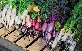 Each row should be about 12 inches apart to give the leaves room to grow and expand. How To Grow Radishes Thompson Morgan