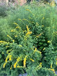 Image result for Afrosolen setifolius