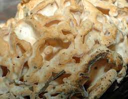 Eastern Cauliflower Mushroom Missouri Department Of Conservation