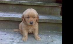 They are smart, loving, playful, and we believe you'll fall in love with the english golden as much as we have! Akc Registered Golden Retriever Puppies Price 300 For Sale In Abilene Kansas Best Pets Online