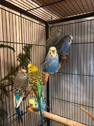 Budgies On A Branch In 2020 Budgies Budgies Bird Parakeet