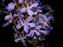 Image result for Caryopteris odorata