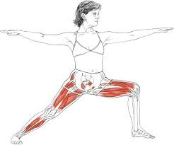 Virabhadrasana Ii Yogaanatomy Net Yoga Anatomy Yoga Muscles Yoga Asanas