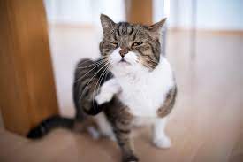 Can I Give My Itchy Cat Benadryl Daily Paws